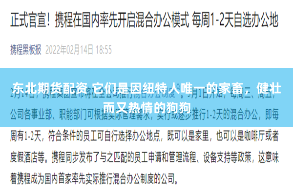 东北期货配资 它们是因纽特人唯一的家畜，健壮而又热情的狗狗